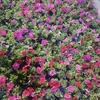 flowerqee31