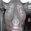 h.966639