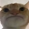 gadaubuoi