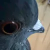 duck.y1