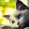 user9541235406090