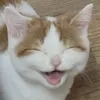 princesscatnip