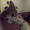chapniemlqd