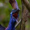 southern_cassowary