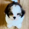 It’s Toffie 🐶🐾