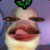 arlzxhr_