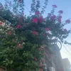 ail.ail.zib