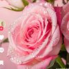 hazem.abuhammad