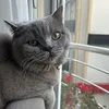 alya_0k