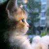 cutemew85