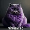 pipidastr148801