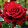 sathi_akter666_