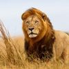 look animals