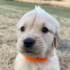 whiskeythegoldenn