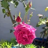 reema1