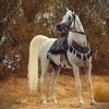soadal02