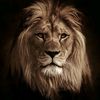 asifashfaq41