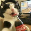 griz_xd5