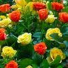user35011055279095