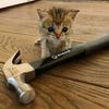 kitten.with.hammer