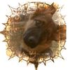 sharthead4