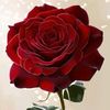 hina.imran29