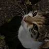 gian_0915