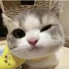 na_cing