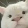 caubechimnghim18