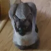 i_love_cats1901