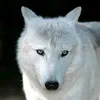 wolf74943