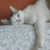lil_1234567891