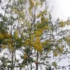 trang0580