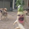 pupiiipp