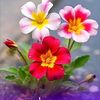 dinusha398