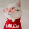 user33041221925478