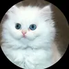 farah.5832