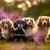 buddy.beautato