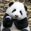 mouwahid_69