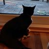 ilovemykittymila
