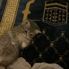 du7aah_heshaam