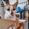 catmomof12