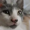 peraconazucar2