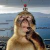 monkeymony2025