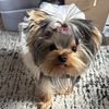 giselletheyorkie