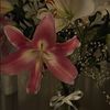 ilove.lillies