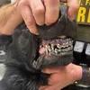 bearknuck