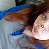 kittyfan200017