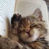 catslandro