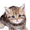 🐱ネコさまのしもべ🐱